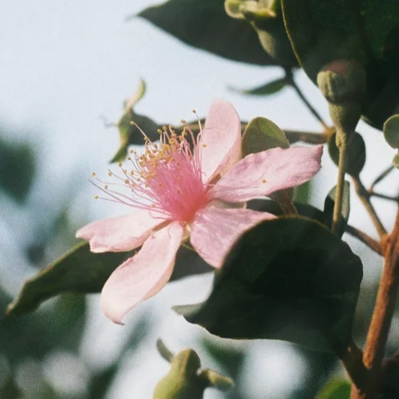 Reset Bloom Sérum — Alternative Naturelle au Rétinol