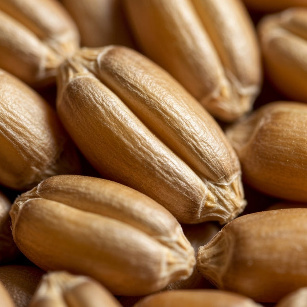 Wheat Protein