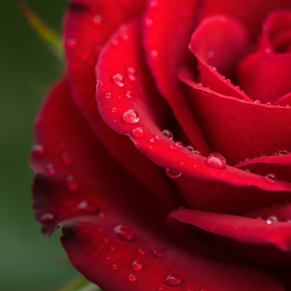 Rose Flower Water